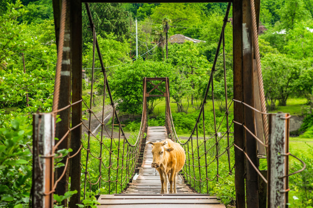 hangout with a cow