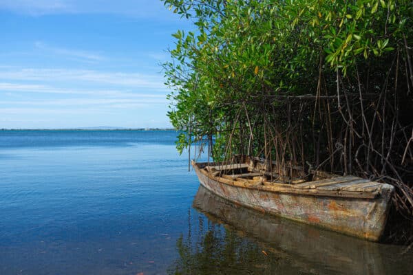 held by mangroves