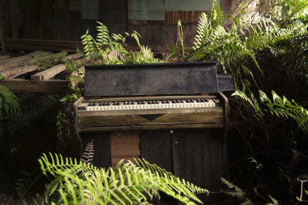 wo pflanzen noten lesen